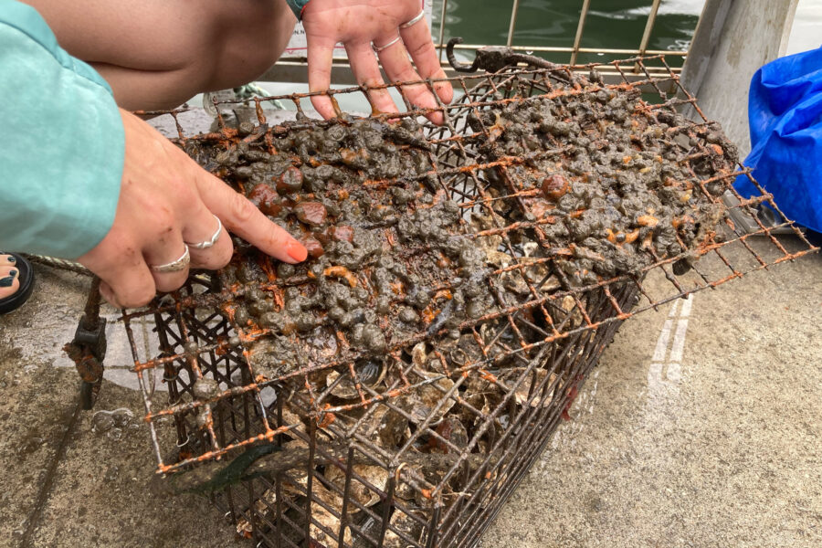 For Marine Species Across New York Harbor, the Oyster Is Their World