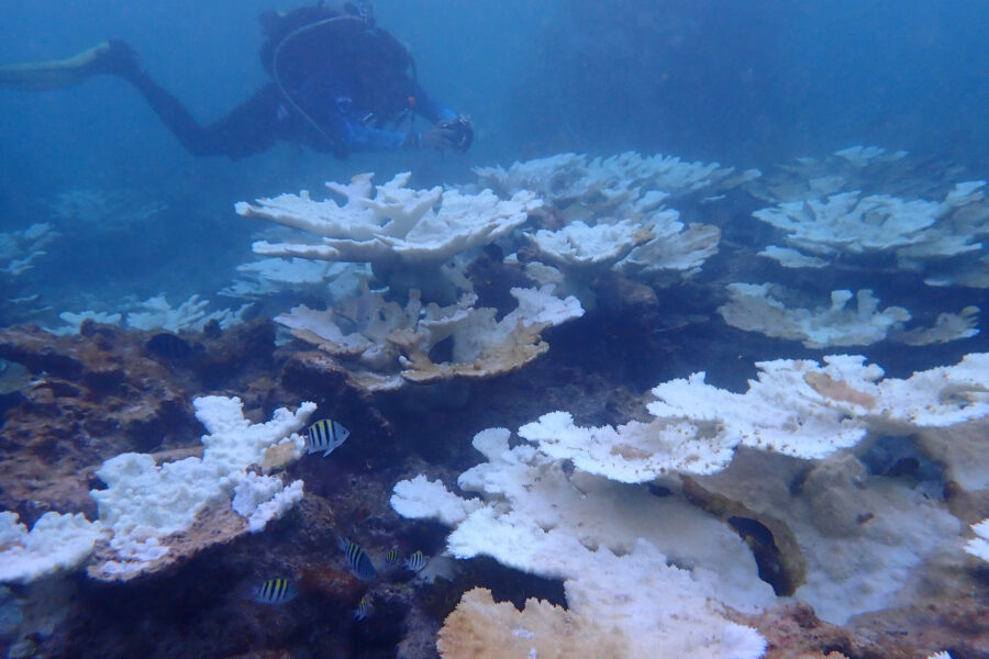 For Florida Corals, Unprecedented Marine Heat Prompts New Restoration Strategy—On Shore