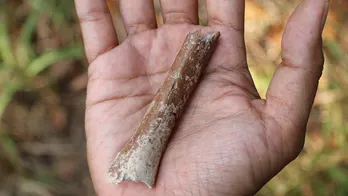 Arm bone of small ‘hobbit’ human that lived hundreds of thousands of years ago discovered on Indonesian island