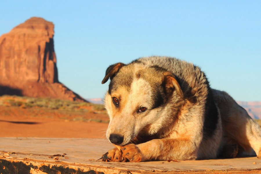 Rez Dogs Are Feeling the Heat From Climate Change