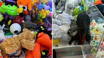 Shock! Pennsylvania game machine 'displays' living 'prize' along with stuffed animals for kids