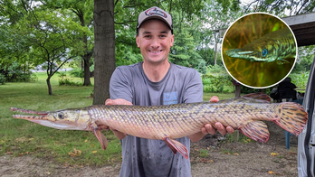 Angler catches prehistoric-looking fish, breaks second state record