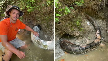 Man in Mississippi discovers rare mammoth tusk dating back to Ice Age