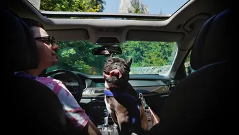 10 things to help you road trip with your dog