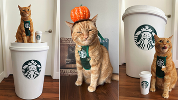 Pet owners spend $20K to dress their cat as Starbucks barista