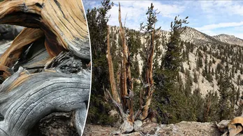 The Great Basin bristlecone pine, dating back almost 5,000 years, is world’s oldest tree