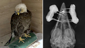 Injured bald eagle shot in beak is receiving care at Missouri bird rehab facility