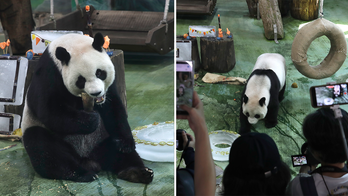 Giant panda celebrates her 20th birthday in Taiwan: 'Funny and cute'