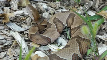 Warning from wildlife officials about venomous snake in New Jersey: 'Never touch it'