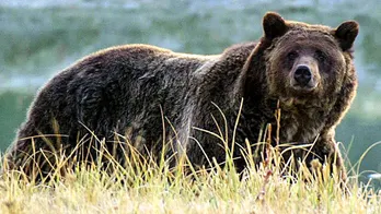 Idaho grizzly bear attacks hunter in 'surprise encounter'