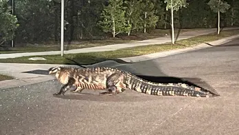 SEE IT: Massive 'king of the neighborhood' gator strolls across the road