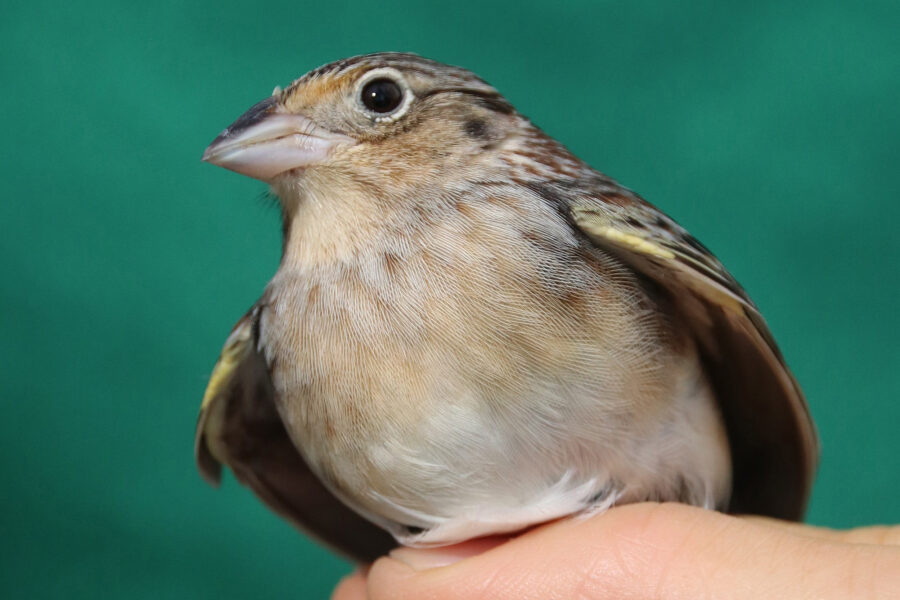 Hope for North America’s Most Endangered Bird