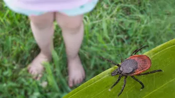 Tick-borne ‘Wetland virus,’ newly discovered in China, could cause damage to brain, researchers say