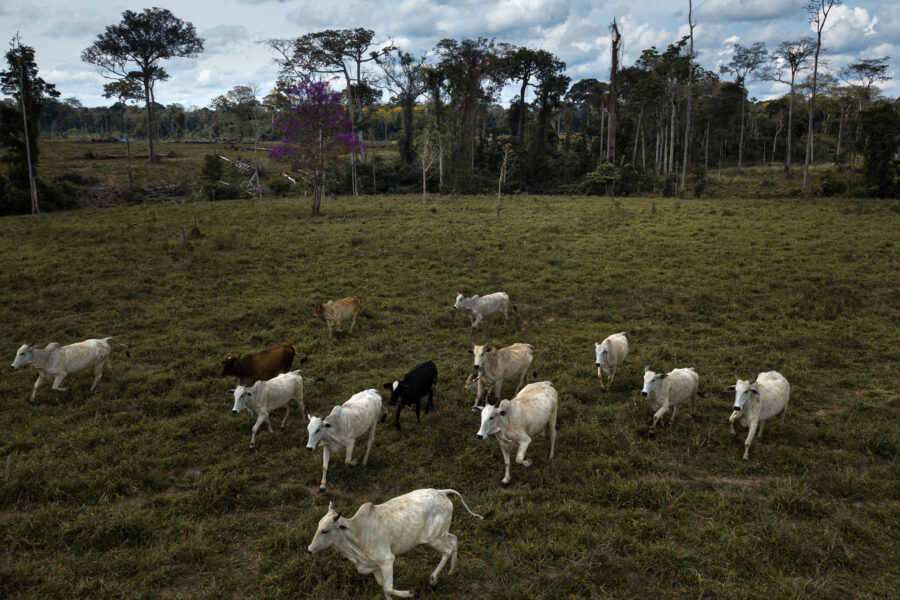 Ranchers Are Using Toxic Herbicides to Clear Forests in Brazil