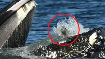 SEE IT: Humpback whale, named Zillion, scoops up seal in rare photo