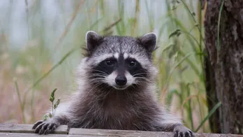 Raccoon roundworm infections reported in Los Angeles County, health officials warn