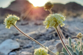 A Nevada Lithium Mine Nears Approval, Despite Threatening the Only Habitat of an Endangered Wildflower