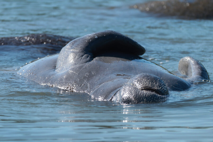 Unprecedented Numbers of Florida Manatees Have Died in Recent Years. New Habitat Protections Could Help Them