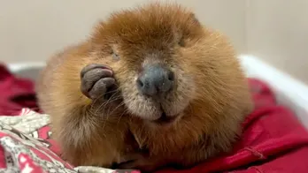 Judge rules Nibi the beaver can stay with her rescue family for now: 'Fallen in love'