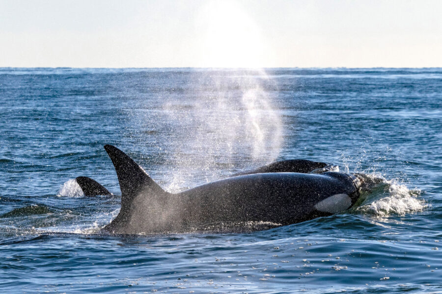 Killer Whales in Chile Have Begun Preying on Dolphins. What Does It Mean?