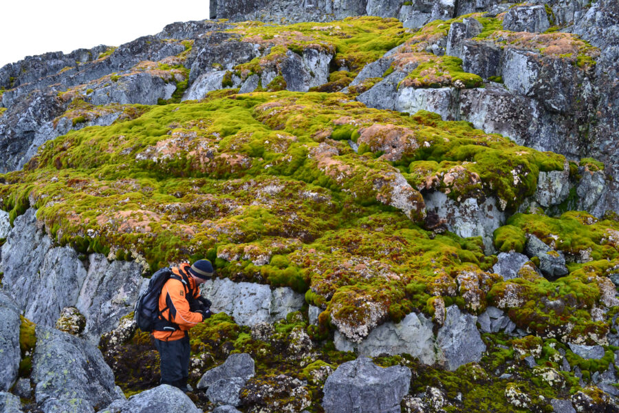 Greening of Antarctica is Another Sign of Significant Climate Shift on the Frozen Continent