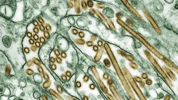 Washington state officials identify four new cases of bird flu, as H5N1 outbreak spreads