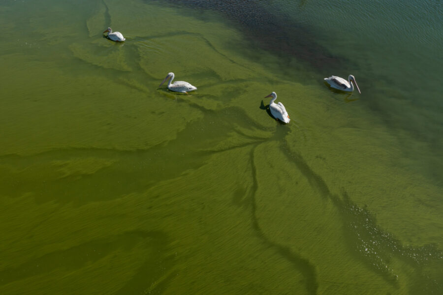 Toxic Blooms in New York’s Finger Lakes Set Record in 2024