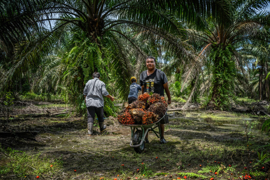 Changes May Ease Burdens of European Deforestation Regulation on Small Palm Farms, but Not the Confusion