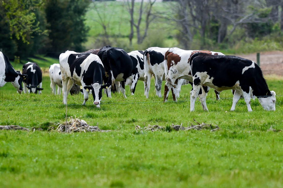 Returning Grazing Land to Native Forests Would Yield Big Climate Benefits