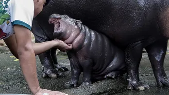 Thailand’s viral baby hippo Moo Deng predicts Donald Trump will win 2024 US presidential election